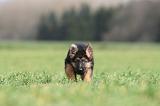 BERGER ALLEMAND 1125